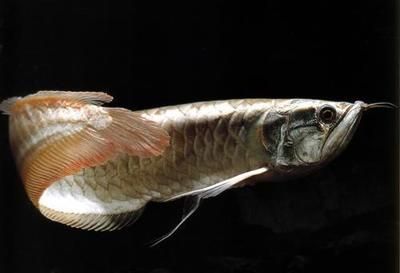 龍魚怎么喂只長魚鰭的魚肉：只長魚鰭的魚肉，龍魚怎么喂只長魚鰭的魚肉