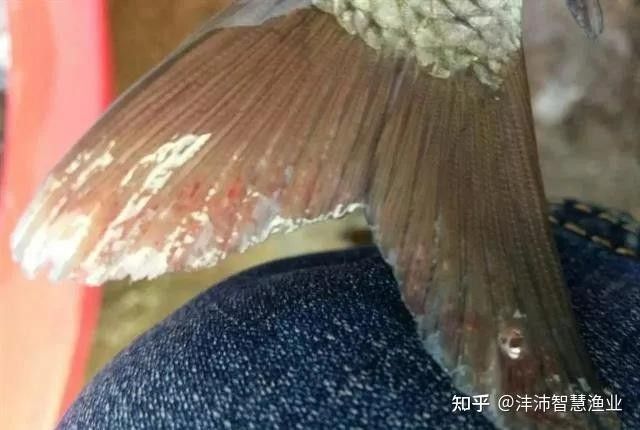 銀龍魚身上起白泡怎么辦