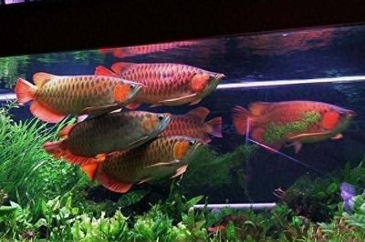 龍魚搭配清缸魚怎么樣養(yǎng)好（清缸魚與龍魚的搭配養(yǎng)法）