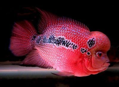 龍魚魚缸配魚：如何選擇龍魚魚缸配魚