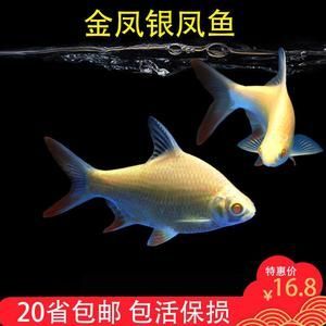 龍魚和元寶鳳凰混養(yǎng)好嗎：龍魚和元寶鳳凰混養(yǎng)可以帶來美觀和和諧的效果但需要注意一些細(xì)節(jié)
