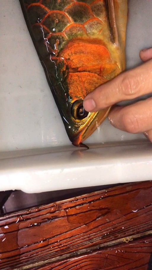 如何給龍魚做手術圖片大全