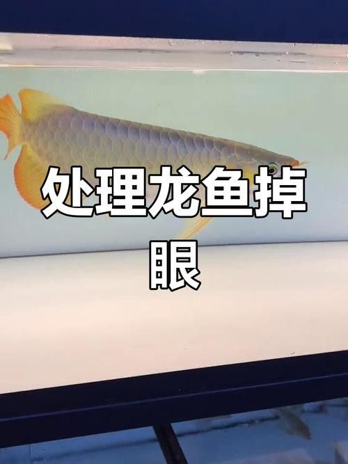 如何給龍魚做手術圖片大全