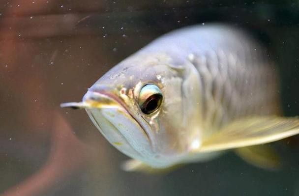 如何給龍魚做手術圖片大全