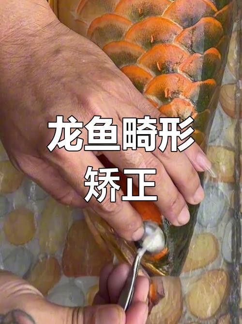 如何給龍魚做手術圖片大全