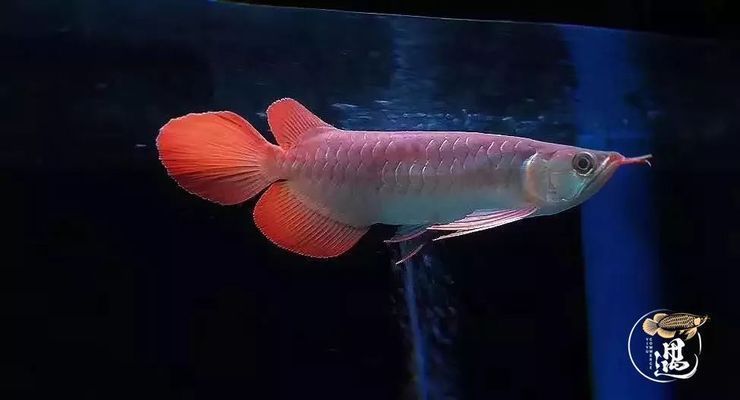 龍魚吐了胃袋他還想吃東西正常嗎為什么（龍魚吐了胃袋后仍想吃東西，養魚者應該謹慎對待，謹慎對待）