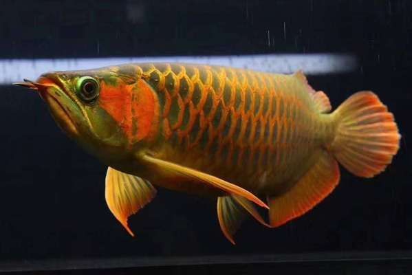 龍魚吐了胃袋他還想吃東西正常嗎為什么（龍魚吐了胃袋后仍想吃東西，養魚者應該謹慎對待，謹慎對待）