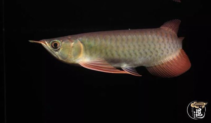 龍魚吐了胃袋他還想吃東西正常嗎為什么（龍魚吐了胃袋后仍想吃東西，養魚者應該謹慎對待，謹慎對待）