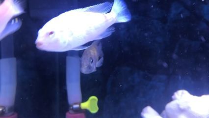 銀板魚會攻擊龍魚么（銀板魚和龍魚可以混養嗎）