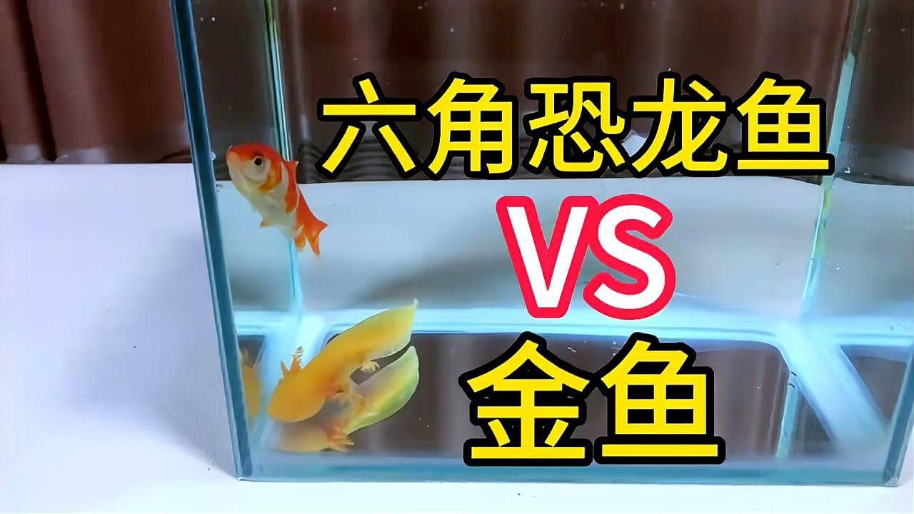 恐龍魚價格賺多少錢一條