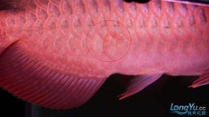 龍魚立鱗的原因及治療方法（龍魚立鱗病的原因及相應的治療方法）