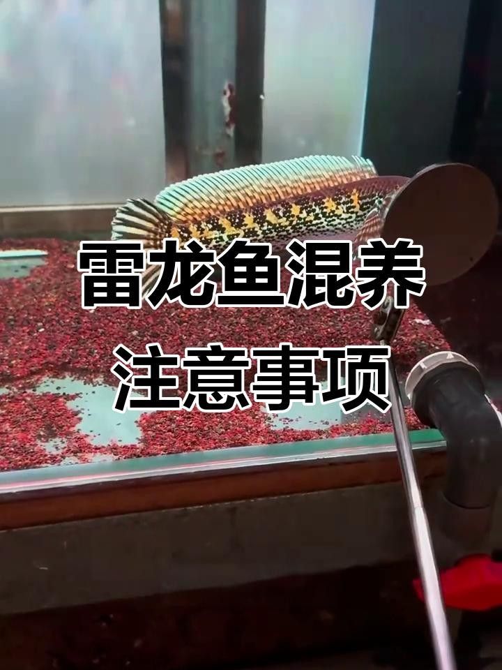 雷龍魚混養需要注意什么？