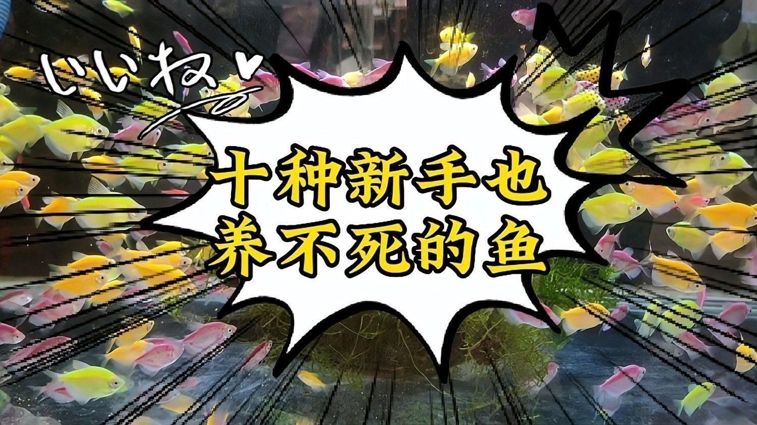 十大養(yǎng)不死的淡水魚