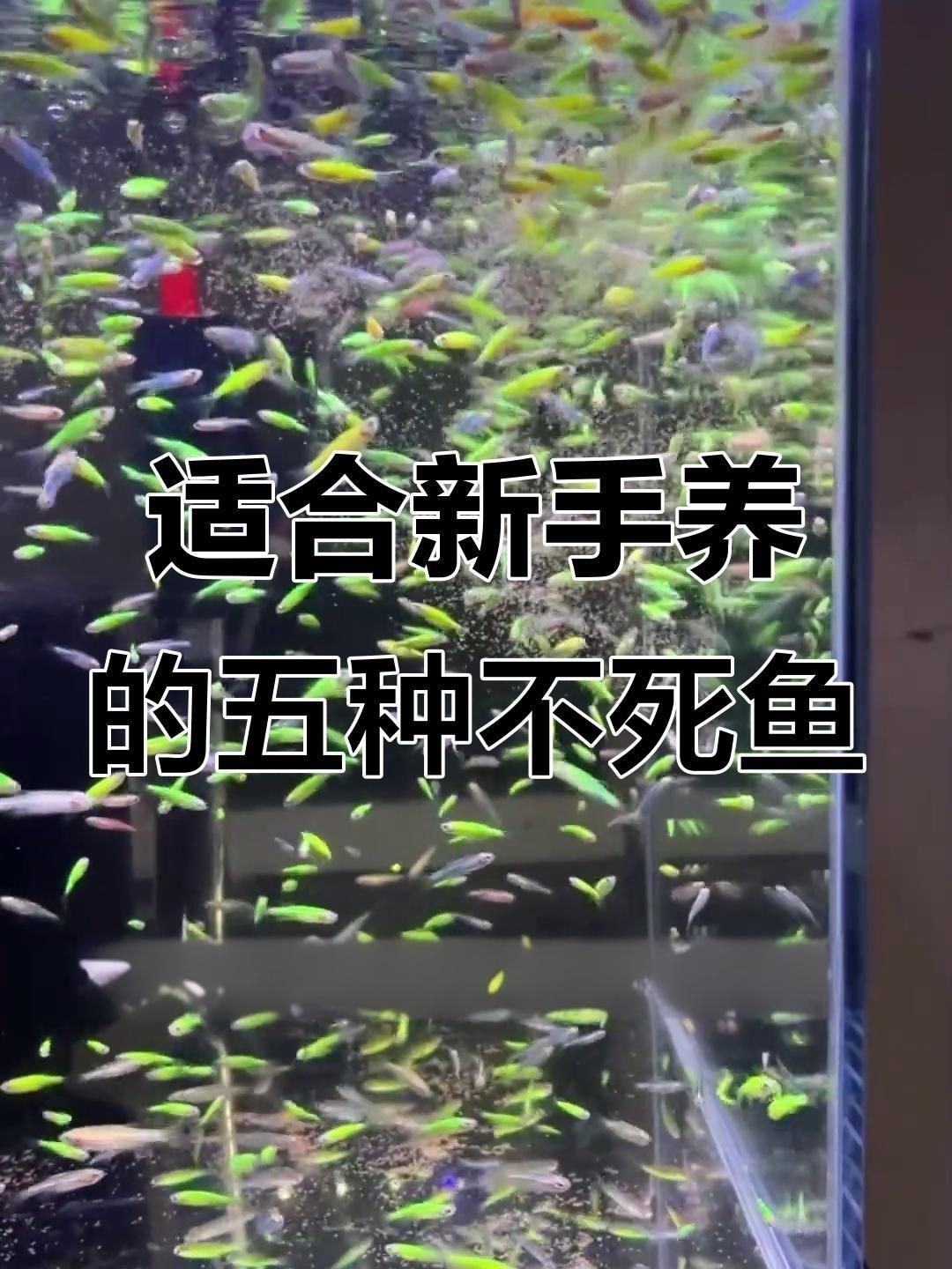 十大養(yǎng)不死的淡水魚