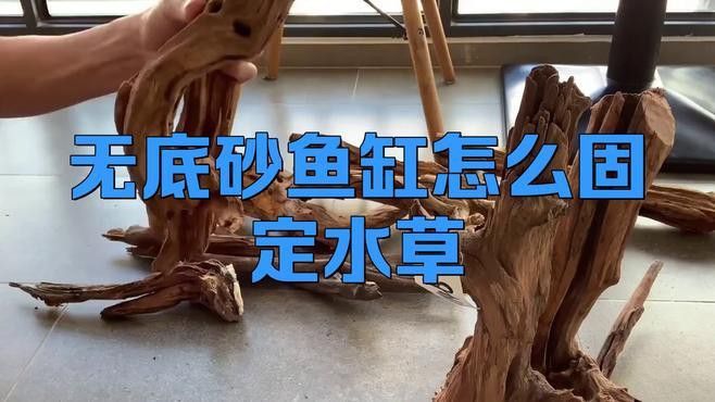 固定水草時需要注意哪些事項？