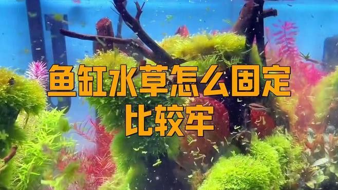 固定水草時需要注意哪些事項？