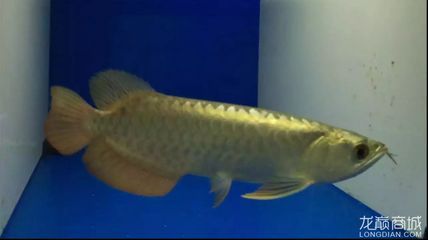 50公分的金龍魚多少錢一條（50公分的金龍魚價格因品種和品種和品相而異）
