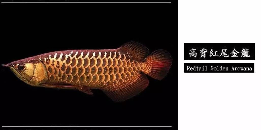 廣州龍魚市場營業時間（廣州龍魚市場特色商品介紹,廣州龍魚市場節假日營業安排）