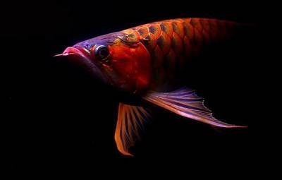 廣州龍魚市場營業時間（廣州龍魚市場特色商品介紹,廣州龍魚市場節假日營業安排）