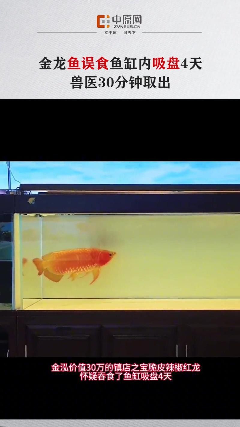 哪里可以找到專業的金龍魚手術醫師？
