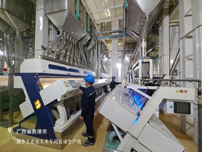 金龍魚掛面是哪里生產的品牌