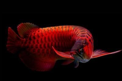 龍魚的價(jià)格受到多種因素的影響：收購龍魚可以通過多種方式進(jìn)行多種方式進(jìn)行收購