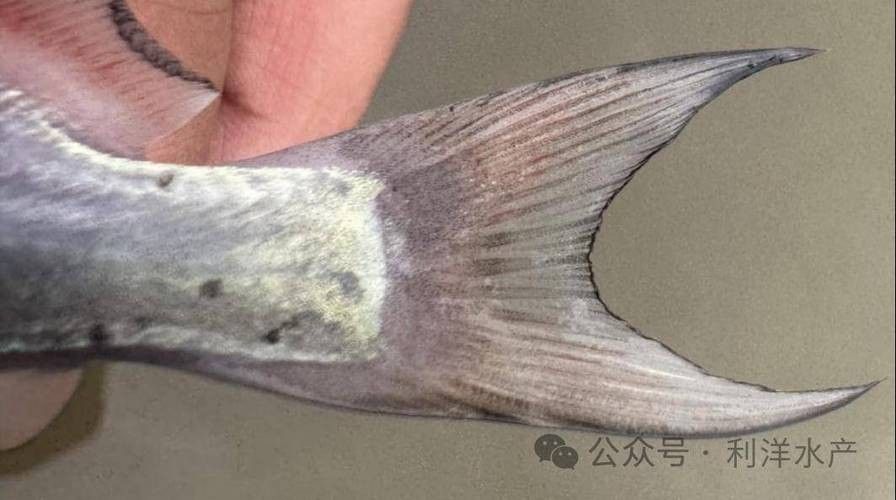 銀龍魚身上起白泡怎么辦圖片