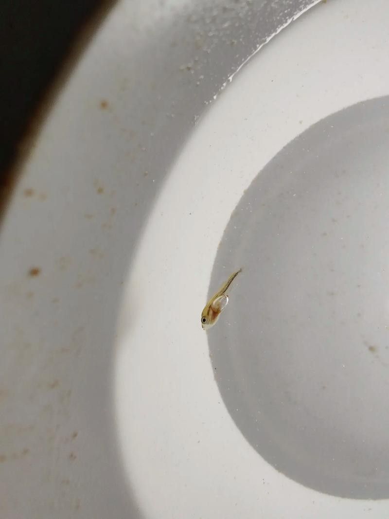 銀龍魚身上起白泡怎么辦圖片