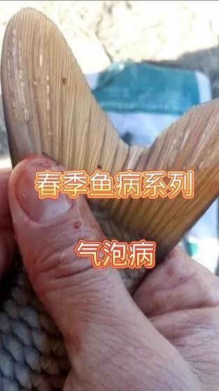 銀龍魚身上起白泡怎么辦圖片