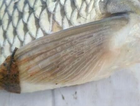 銀龍魚身上起白泡怎么辦圖片