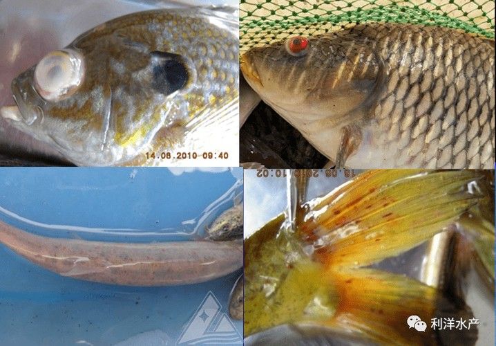 銀龍魚身上起白泡怎么辦圖片