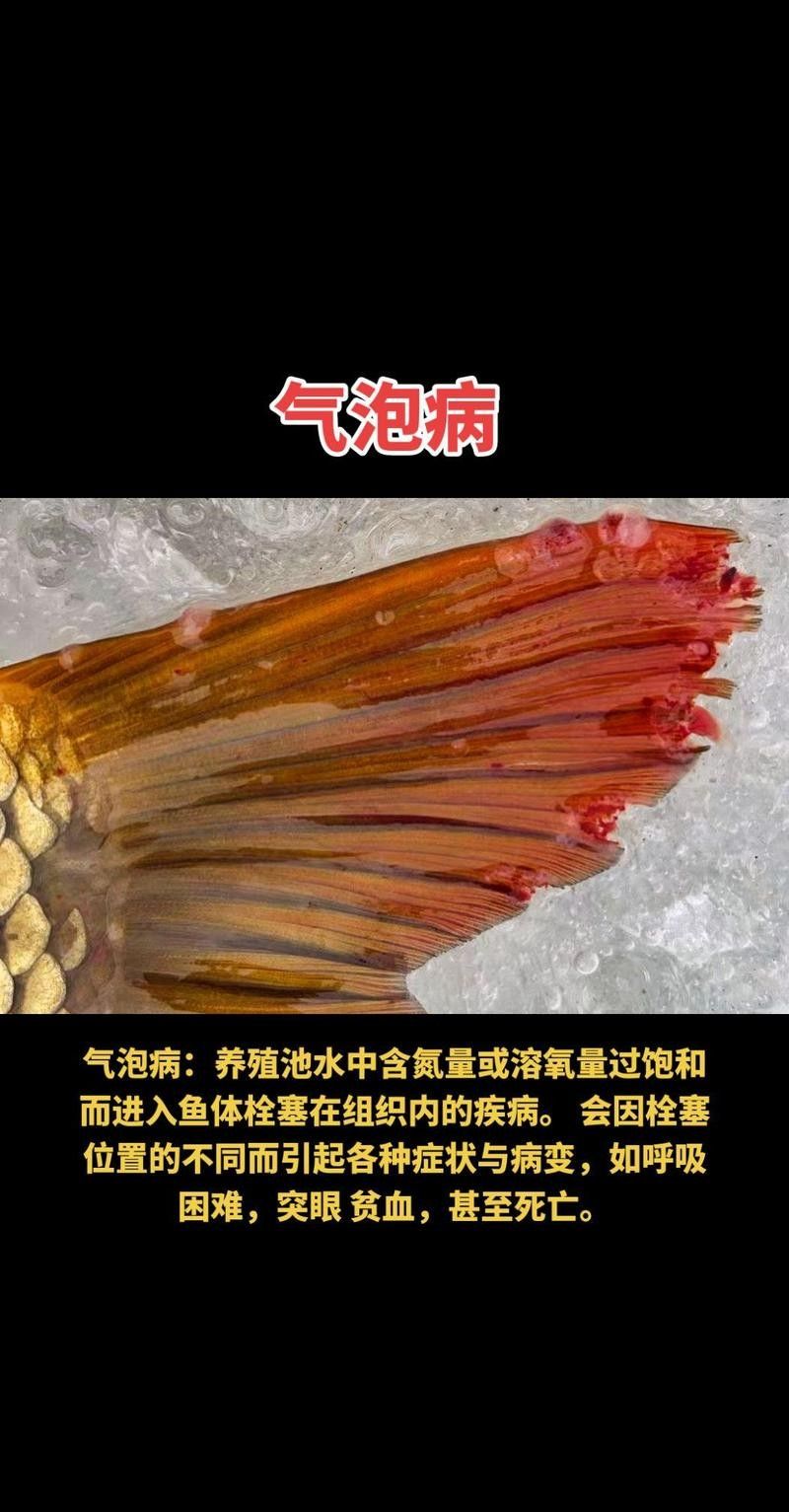 銀龍魚身上起白泡怎么辦圖片