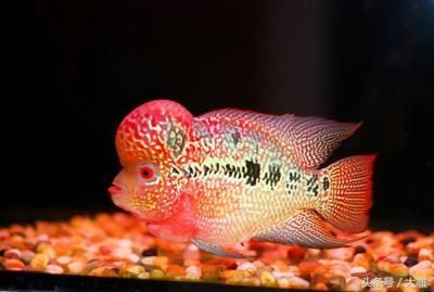 養龍魚的成本是多少：養龍魚的成本主要包括以下幾個方面，養龍魚的成本是多少