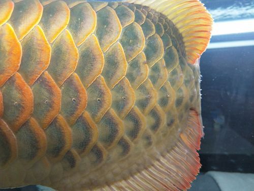 紅尾過背金龍魚圖片欣賞大全