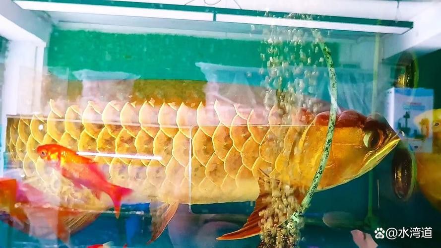 紅尾過背金龍魚圖片欣賞大全