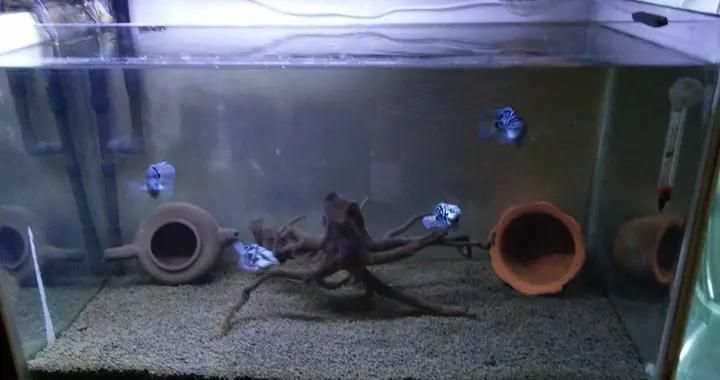 給龍魚清理魚缸的魚會死嗎（如何正確選擇清潔魚，避免魚缸清潔劑危害方法，龍魚缸清潔頻率建議）