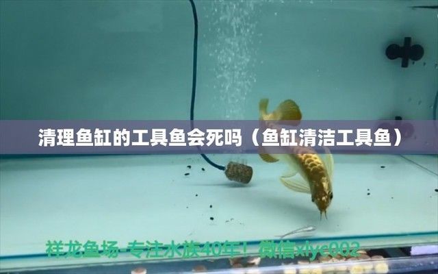 給龍魚清理魚缸的魚會死嗎（如何正確選擇清潔魚，避免魚缸清潔劑危害方法，龍魚缸清潔頻率建議）