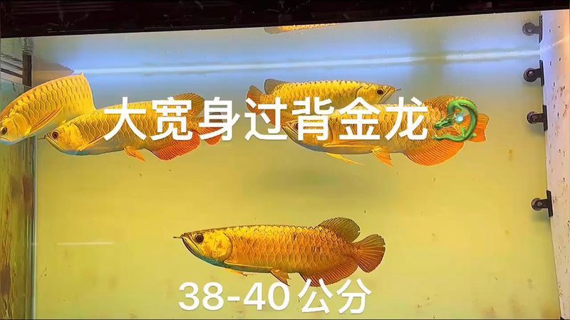 哪里可以購買到正宗的24K過背金龍？