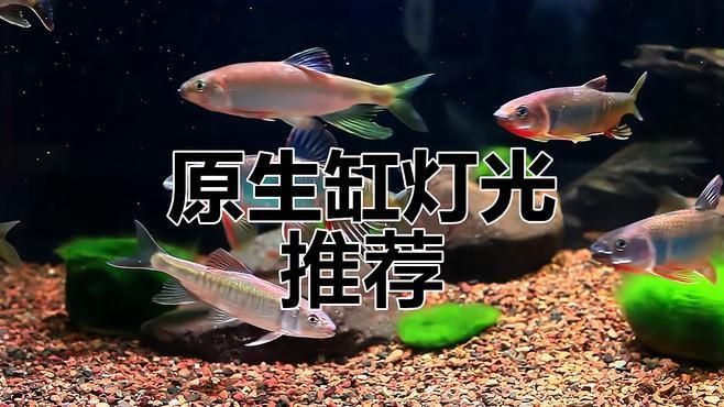 馬印魚缸燈