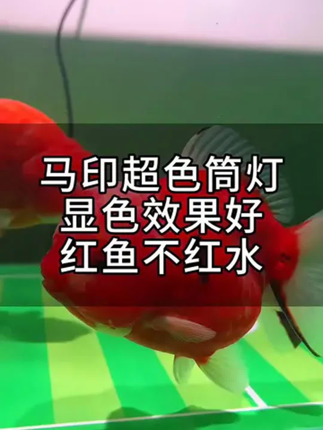 馬印魚缸燈