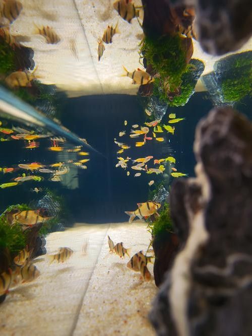 龍魚缸石頭造景圖片大全集