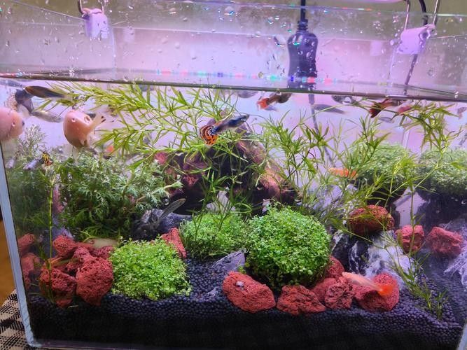 龍魚缸石頭造景圖片大全集