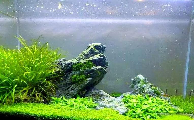 龍魚缸石頭造景圖片大全集