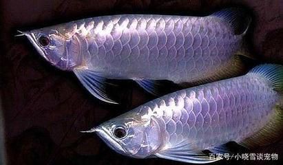 龍魚種類和價格信息：亞洲龍魚的價格信息和價格信息，亞洲龍魚的價格信息
