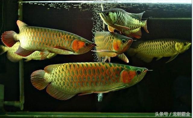 龍魚貴不貴：龍魚市場價格分析