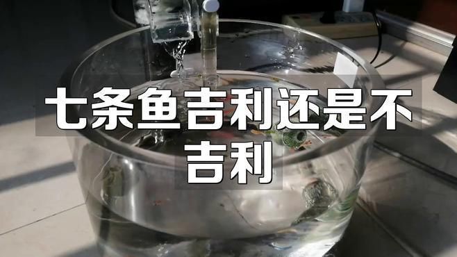 魚缸養七條魚好不好