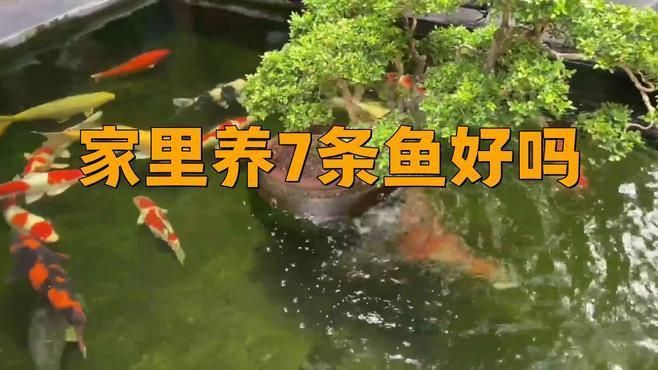 魚缸養七條魚好不好
