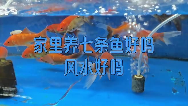 魚缸養七條魚好不好