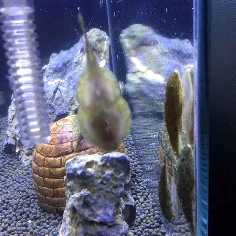 龍魚缸清潔魚的選擇與管理（在龍魚缸中選擇合適的魚類或生物來清理糞便是維護水質和環境健康的重要方面）
