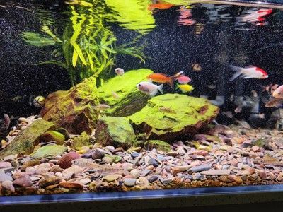 龍魚缸清潔魚的選擇與管理（在龍魚缸中選擇合適的魚類或生物來清理糞便是維護水質和環境健康的重要方面）